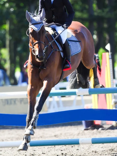 Binicilik bahar Japonya