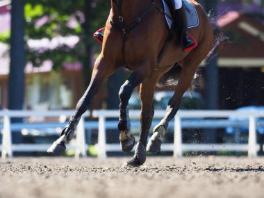 Binicilik bahar Japonya