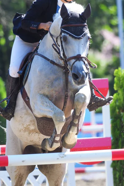 Binicilik bahar Japonya