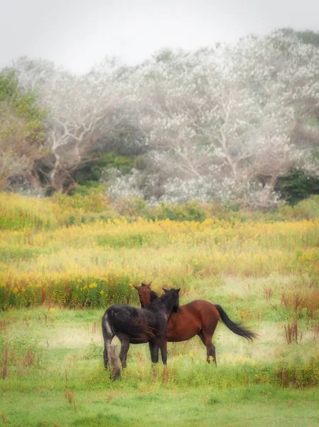 Cavalo Outono Hokkaido — Fotografia de Stock
