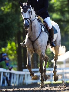 Binicilik bahar Japonya