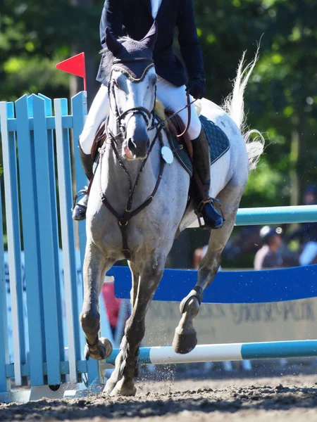 Binicilik bahar Japonya