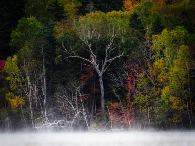 sonbahar manzarada hokkaido