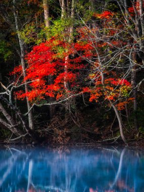 sonbahar manzarada hokkaido