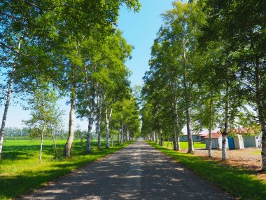 Yaz aylarında ağaç sokak