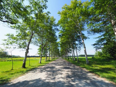 Yaz aylarında ağaç sokak