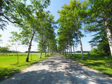 Yaz aylarında ağaç sokak