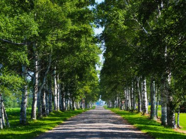 Yaz aylarında ağaç sokak