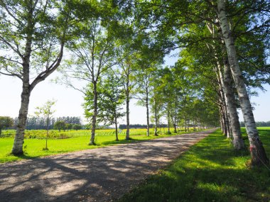 Yaz aylarında ağaç sokak