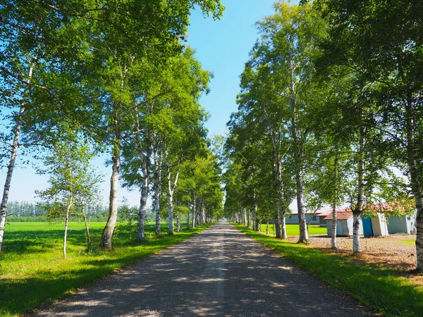 Yaz aylarında ağaç sokak