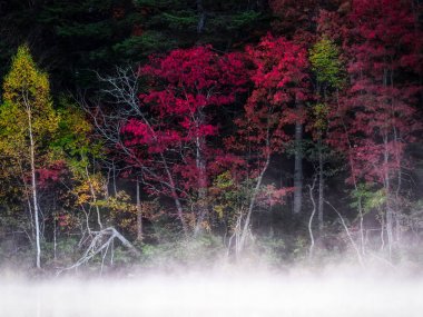 sonbahar manzarada hokkaido