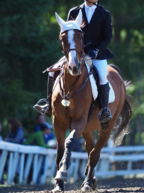 Japonya'da binicilik olay