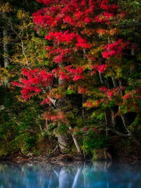 sonbahar manzarada hokkaido