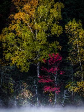 sonbahar manzarada hokkaido