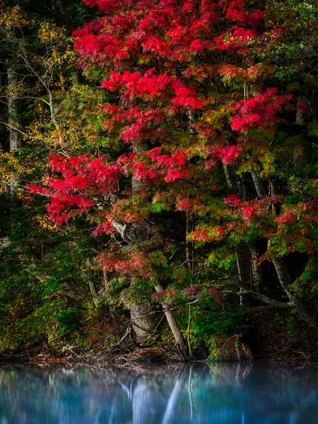 sonbahar manzarada hokkaido