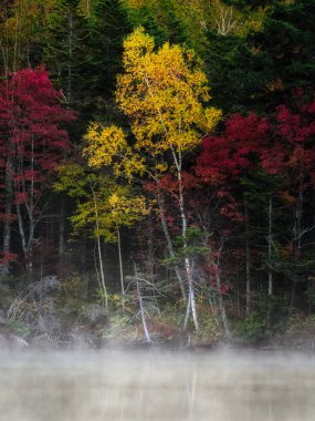 sonbahar manzarada hokkaido