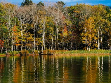 sonbahar manzarada hokkaido