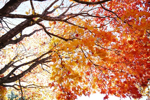 Ландшафт Осеннего Хоккайдо — стоковое фото