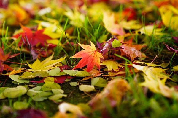 北海道秋季景观 — 图库照片