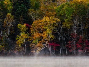 sonbahar manzarada hokkaido