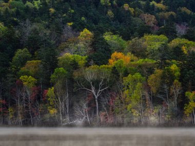 sonbahar manzarada hokkaido