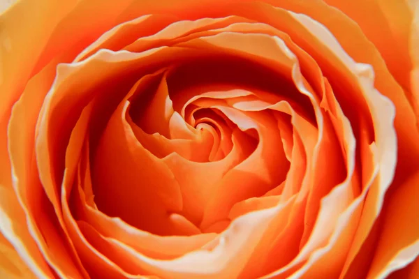 Clsoe 橙玫瑰 — 图库照片