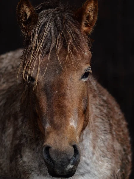 Лошадь Летней Конюшне — стоковое фото