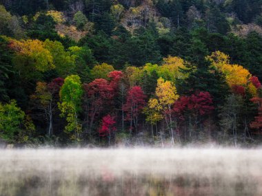 sonbahar manzarada hokkaido