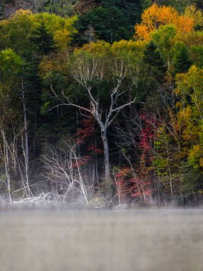 sonbahar manzarada hokkaido