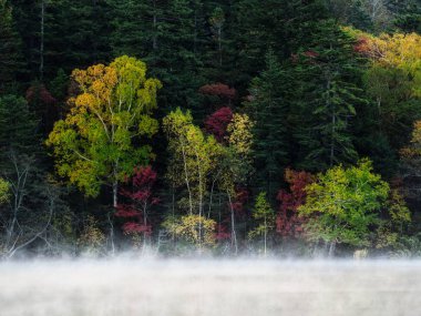 sonbahar manzarada hokkaido