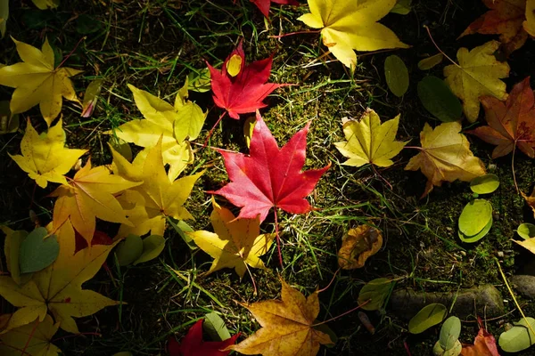 Landschaft Herbst Hokkaido — Stockfoto