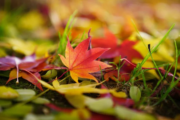 北海道秋季景观 — 图库照片