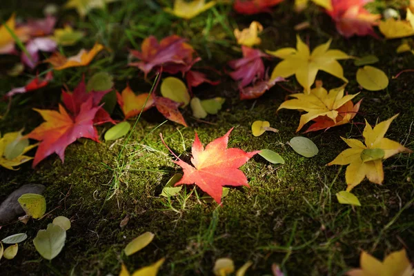 Landschaft Herbst Hokkaido — Stockfoto