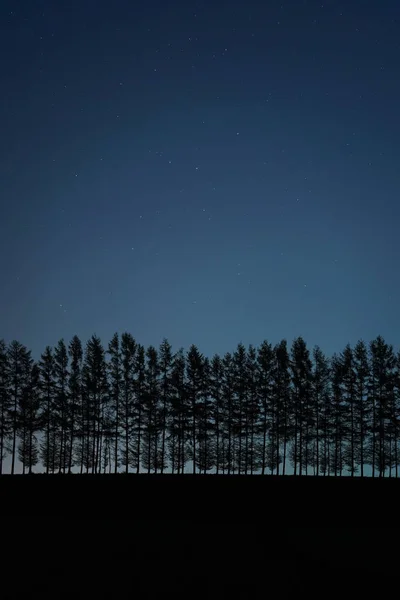 Bosque Prueba Viento Noche —  Fotos de Stock