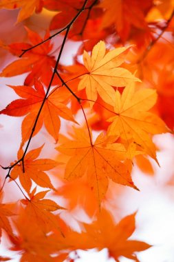 sonbahar manzarada hokkaido