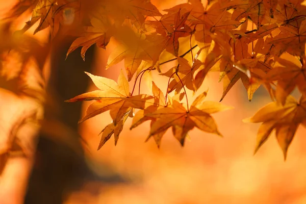 秋の風景北海道 — ストック写真
