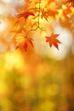 sonbahar manzarada hokkaido