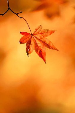 sonbahar manzarada hokkaido