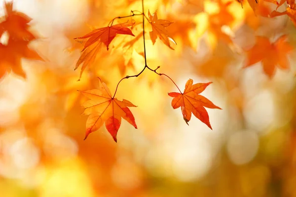 Krajina Podzim Hokkaido — Stock fotografie