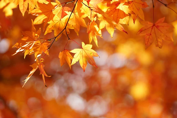 Paisaje Otoño Hokkaido —  Fotos de Stock