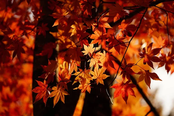 Paisagem Outono Hokkaido — Fotografia de Stock
