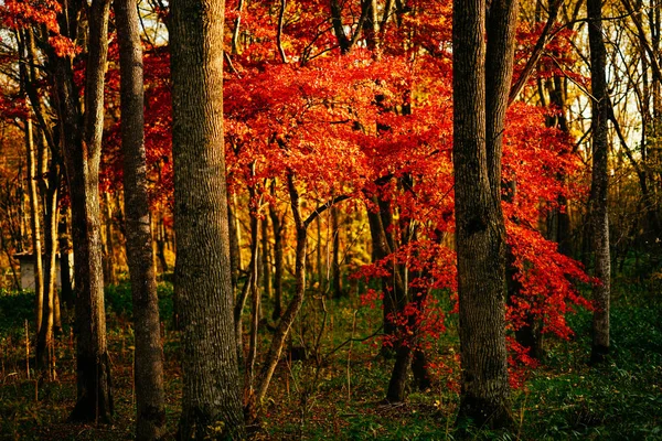 Sonbahar Manzarada Hokkaido — Stok fotoğraf