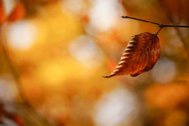 sonbahar manzarada hokkaido