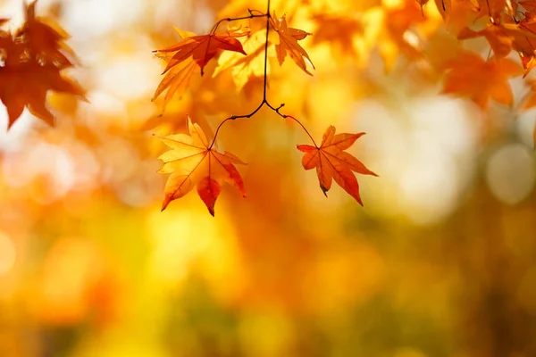 Paesaggio Autunno Hokkaido — Foto Stock