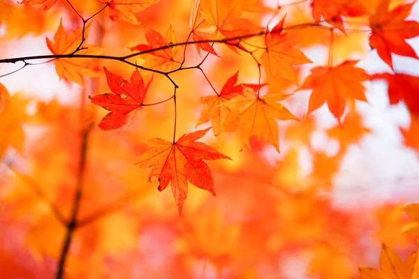Landscape Autumn Hokkaido — Stock Photo, Image