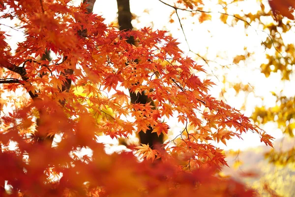 Τοπίο Φθινόπωρο Του Χοκάιντο — Φωτογραφία Αρχείου