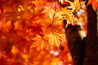 sonbahar manzarada hokkaido