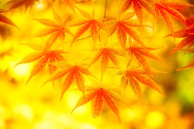 sonbahar manzarada hokkaido