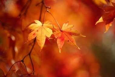 sonbahar manzarada hokkaido