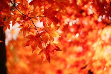 sonbahar manzarada hokkaido